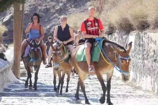 (骑驴游官网)探险旅行者的首选：骑驴网主页，发现全新的旅行体验