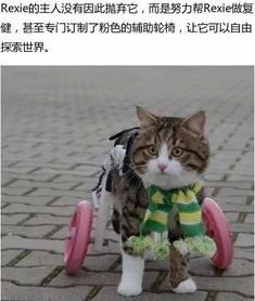 和你一起探索世界，遇见你的猫：逛逛攻略最全，细致分享步步惊喜、心动经历