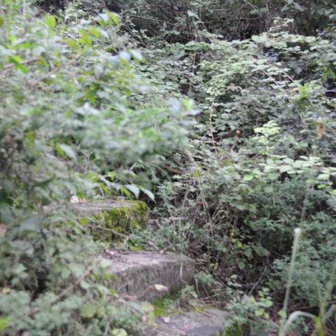 (绿洲 百科)探秘绿洲野兽：揭示核心英雄背后的传奇故事与战斗策略