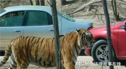 (八达岭老虎伤人的事件丈夫)八达岭老虎伤者丈夫现状：生活的变迁与心灵的疗愈路径