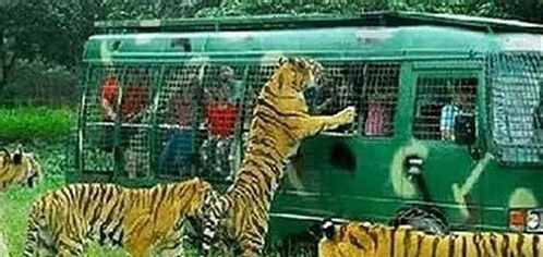 (八达岭老虎伤人的事件丈夫)八达岭老虎伤者丈夫现状：生活的变迁与心灵的疗愈路径