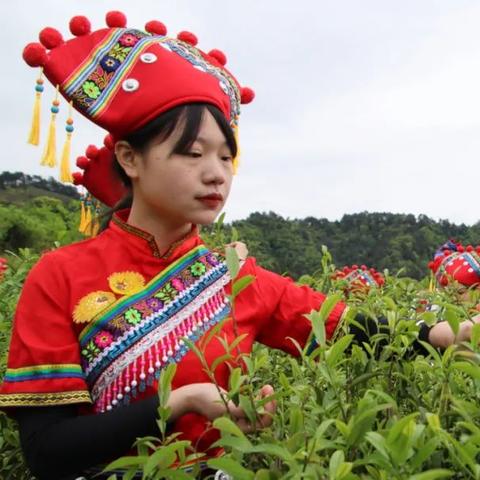 (茶香啥意思)探寻茶香功夫：浓情醉心的茶歌曲