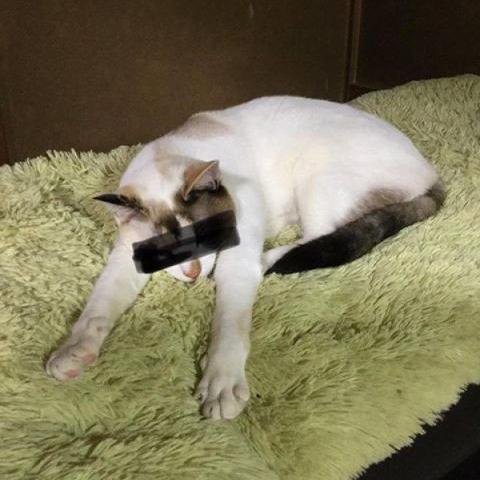 针对未知挑战，揭秘'逃离动物岛白猫'番外篇攻略：如何轻松应对复杂环境与难题