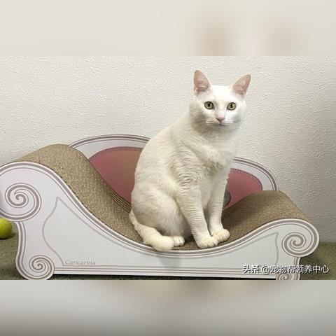 针对未知挑战,揭秘'逃离动物岛白猫'番外篇攻略:如何轻松应对复杂环境与难题 针对未知挑战,揭秘'逃离动物岛白猫'番外篇攻略:如何轻松应对复杂环境与难题