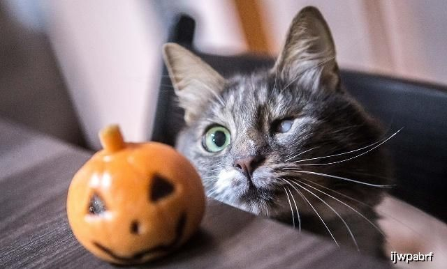 (调皮的小动物有哪些)调皮小动物攻略：如何应对家中顽皮宠物的捣蛋行为？