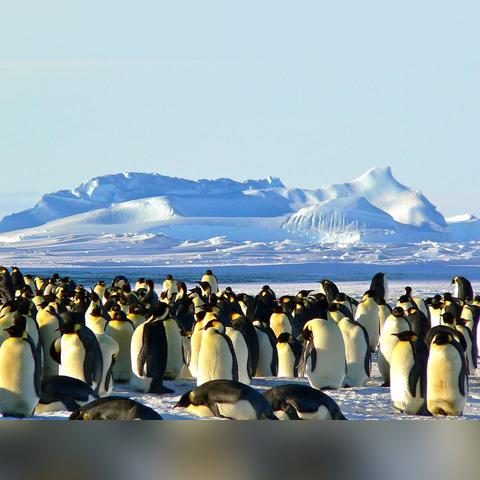 (冰封蜘蛛的游戏叫什么)挑战极限！冰封蜘蛛小游戏：冰天雪地中的生存挑战