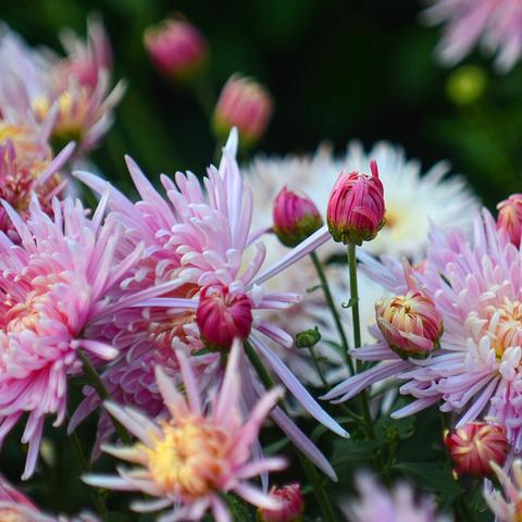 (折相思原创破解官网)经营类折相思全部破解:如何在商业世界中脱颖而出? (折相思原创破解官网)经营类折相思全部破解:如何在商业世界中脱颖而出?