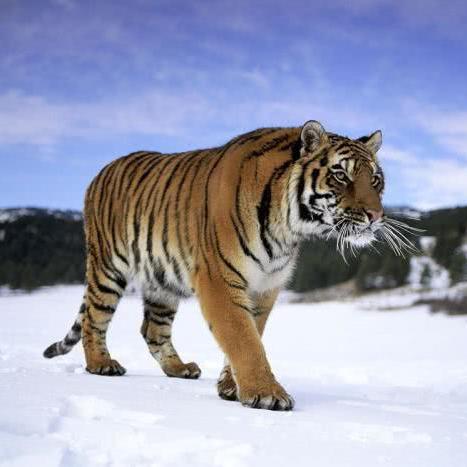 (在野外遇到东北虎)男子在路边偶遇稀有东北虎，惊险一幕令人敬畏