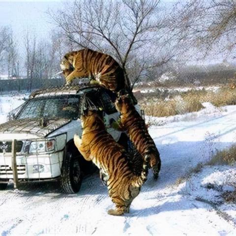 (在野外遇到东北虎)男子在路边偶遇稀有东北虎，惊险一幕令人敬畏