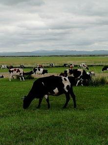 (绵羊村攻略)2023最新版绵羊村全图鉴：羊群在草原上欢快奔跑，景色如画。