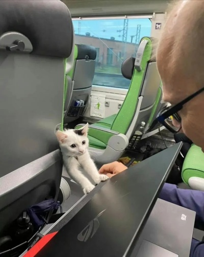 (带着猫上火车)细节揭秘：带猫咪偷偷上火车攻略，成功出行必备技巧