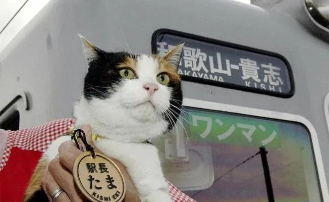 (带着猫上火车)细节揭秘：带猫咪偷偷上火车攻略，成功出行必备技巧