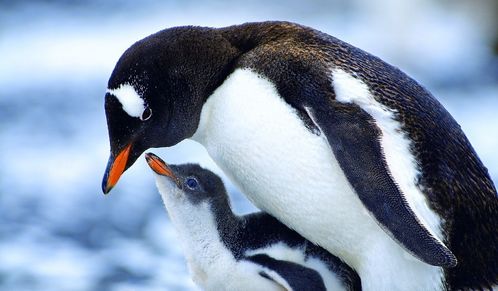 揭秘企鹅卧底：探索南极企鹅的生存秘辛与生态冒险的纪录片中文版