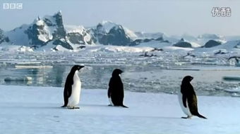 揭秘企鹅卧底：探索南极企鹅的生存秘辛与生态冒险的纪录片中文版