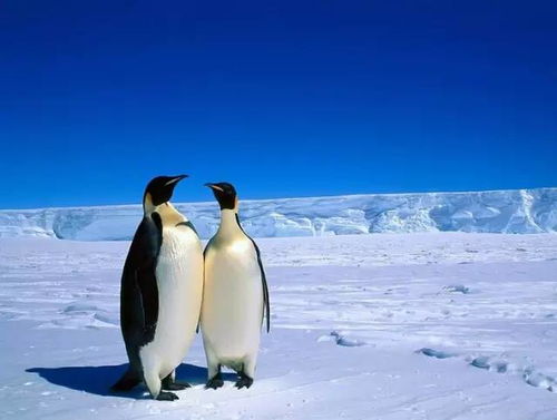 揭秘企鹅卧底：探索南极企鹅的生存秘辛与生态冒险的纪录片中文版