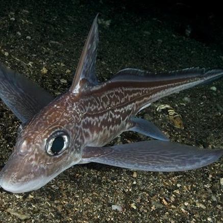 探究乐趣尽在捕鱼游戏单机版中文版：挑战技巧，畅游海底奇观，探寻深海乐趣