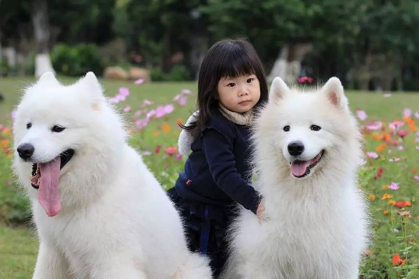 我的宠物不可能那么可爱：深入探究百度网盘分享的萌宠照片评选热潮