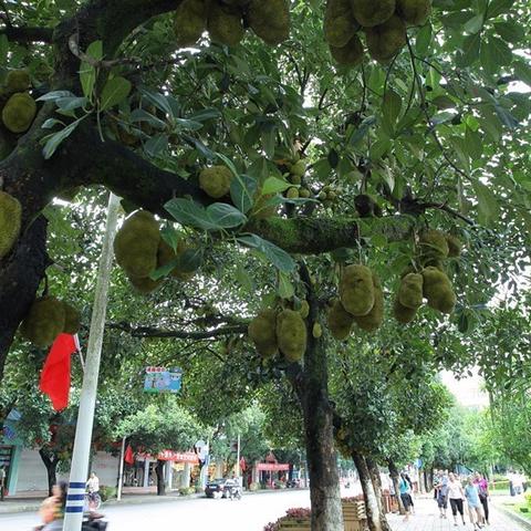 (云南黎明之城)探讨黎明之城是芒市还是景洪？历史探寻下的新发现和争议展现