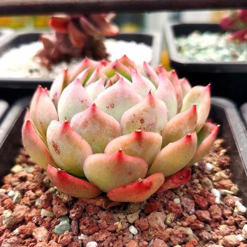 (肉肉植物观音莲的特点)探秘植物世界：肉观音莲的种类、养殖技巧及观赏价值