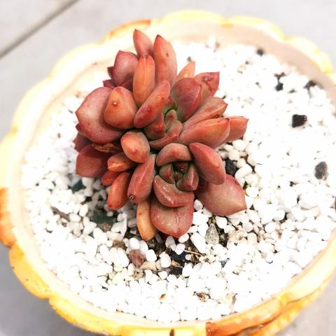 (肉肉植物观音莲的特点)探秘植物世界:肉观音莲的种类、养殖技巧及观赏价值 (肉肉植物观音莲的特点)探秘植物世界:肉观音莲的种类、养殖技巧及观赏价值