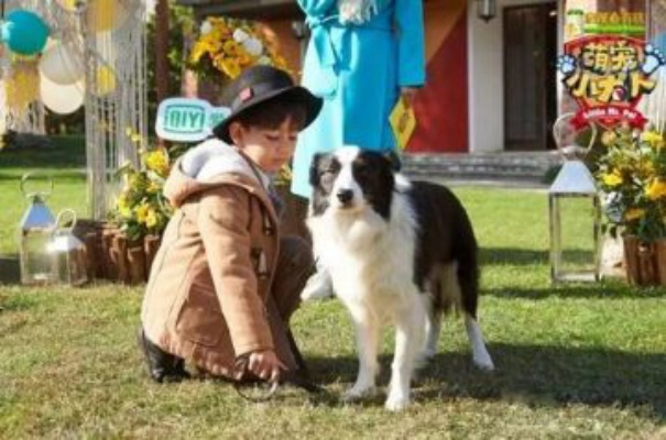 (我想看综艺萌宠)探秘萌宠世界：盘点最受欢迎的萌宠综艺节目排行榜