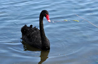 (圆明园黑天鹅现状)圆明园发布关于黑天鹅死亡的官方声明，引发舆论关注和讨论
