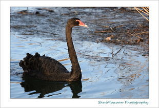 (圆明园黑天鹅现状)圆明园发布关于黑天鹅死亡的官方声明，引发舆论关注和讨论