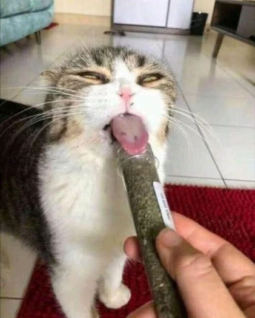 (猫老是趁家人不在捣乱)小猫猫猫趁主人不备偷外卖，搞怪行径惹人爱