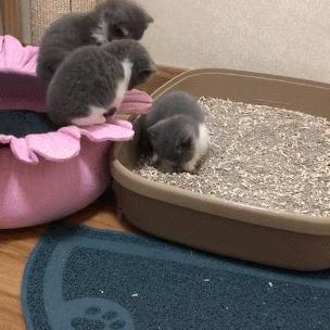 (汤和猫游戏)猫咪和汤无限金币钻石版：终极无尽乐趣，尽情解锁豪华奖励！