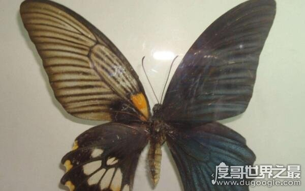 (吸血蝶有多大)吸血蝴蝶长什么样子？详细解析吸血蝴蝶的外观特征和生态习性