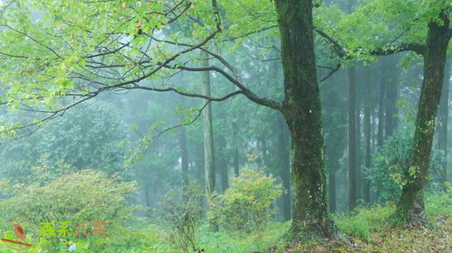 在宁静的森林中，我们的聚会：倾听自然的声音，感受友谊的温暖