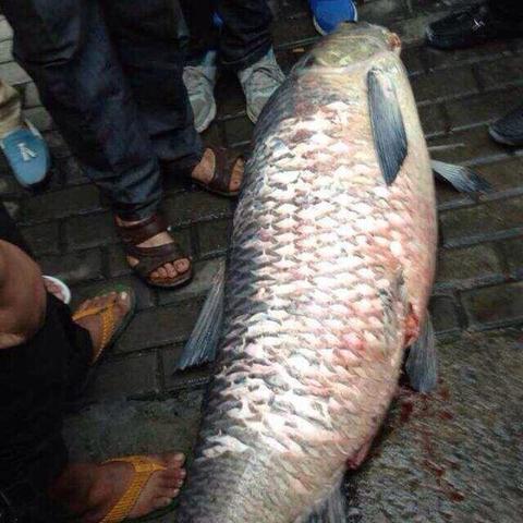 深度解析大鱼消除：微信小游戏市场的热门之作，独特玩法和创新设计实现轻松交互体验