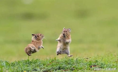 (鼠窜是什么意思)可爱萌鼠窜窜窜下载，让你的手机充满活力！