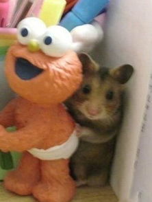 (鼠窜是什么意思)可爱萌鼠窜窜窜下载，让你的手机充满活力！