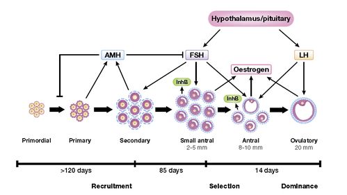 如何判断火环塞的更换周期？推荐多久更换一次火环塞以确保最佳性能