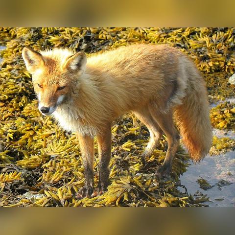 探索奇幻世界，畅游梦幻动物园游戏，感受神奇生物的魅力与乐趣