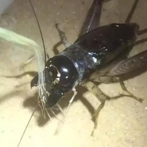 (描写夏夜蛐蛐叫的句子)在悠闲夏夜中写蟋蟀的现代诗篇