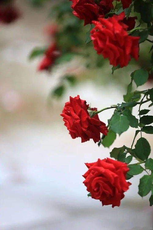 (仙人板板是哪儿的话)仙人板板是什么意思？揭秘这个神秘的词汇背后的由来和含义