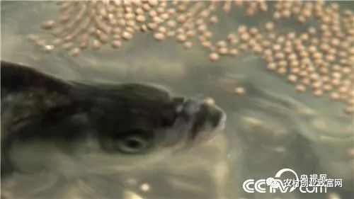 (养鱼致富视频)从小池塘到财富海洋：揭秘养鱼致富路的成功秘诀与经验分享