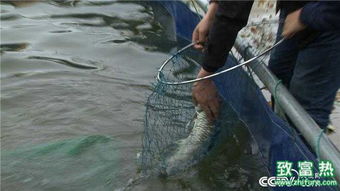 (养鱼致富视频)从小池塘到财富海洋：揭秘养鱼致富路的成功秘诀与经验分享