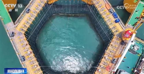 (养鱼致富视频)从小池塘到财富海洋：揭秘养鱼致富路的成功秘诀与经验分享