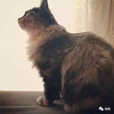 畅玩天消消乐：轻松愉悦的消除游戏，让你乐在其中，挑战无极限！