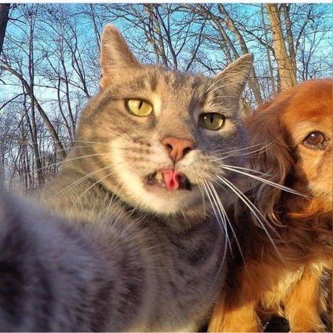 猫和老鼠手游宝鸽鸽：玩转童年经典，挑战全新剧情，戏精猫咪和顽皮老鼠共谱游戏传奇