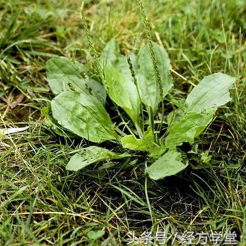 (购买中药网站有哪些)在线购买中草药的最便捷方式：中草药零售网上药店