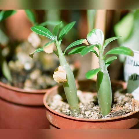 神奇自然现象重塑历史，霸王龙大肚子要生了：探寻史前生命繁衍之谜