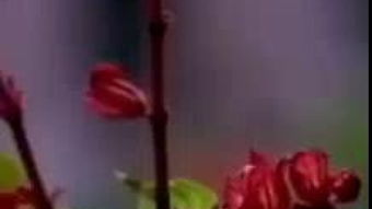 (玉女心经对应的是什么)十四岁少女的视角：玉女心经中的观音莲背景故事