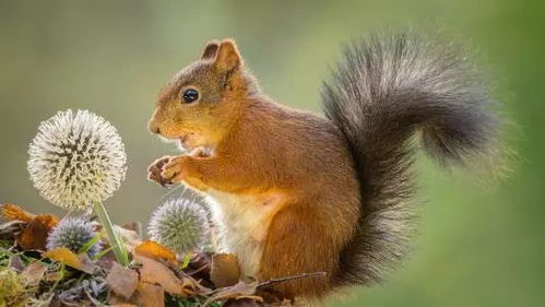 可口的松果让贪吃的小松鼠上演了一场故事，快来看看它是如何捡食的！