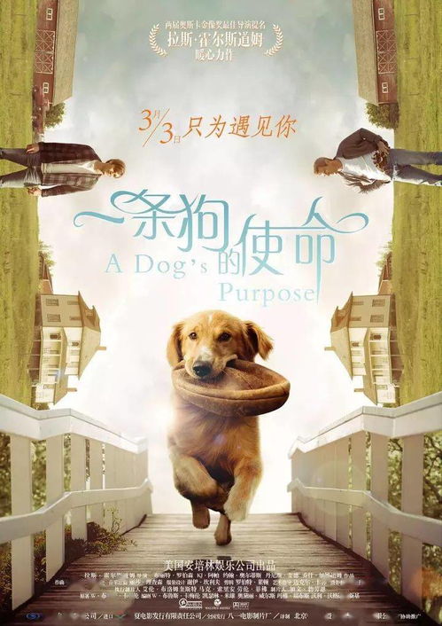 邀你踏入童话世界:体验梦幻小狗的魅力,开启无限想象力和创造力的奇妙玩乐之旅 邀你踏入童话世界:体验梦幻小狗的魅力,开启无限想象力和创造力的奇妙玩乐之旅
