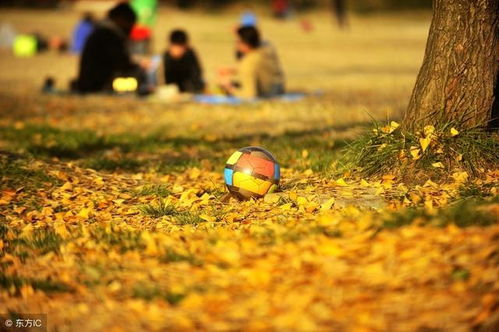 (在阳光明媚的午后作文)在阳光明媚的午后，悠闲惬意的时光