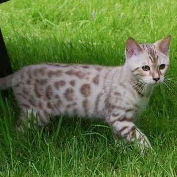 (喵咪大作战破解版中文版最新版)喵咪大作战内购破解大揭秘,解锁无限宝石和金币的秘密方法 (喵咪大作战破解版中文版最新版)喵咪大作战内购破解大揭秘,解锁无限宝石和金币的秘密方法